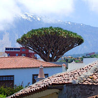 Tenerife - Icod